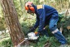 Lilydale VICtree-cutting-services-21.jpg; ?>